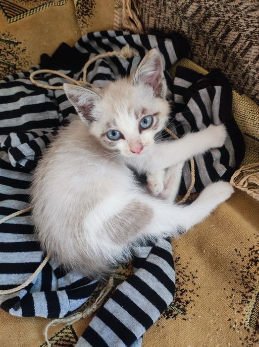 Котёнок девочка 2,5 месяца