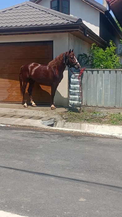 Vând harmasar 6 ani