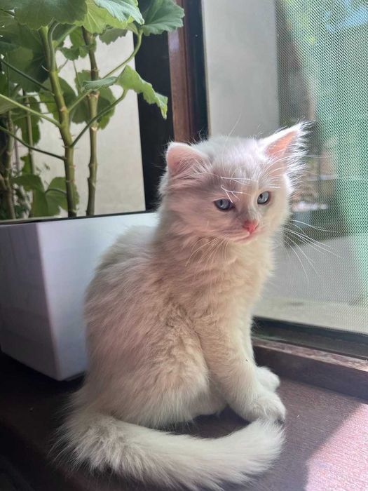 Котята, возраст 2 месяца
