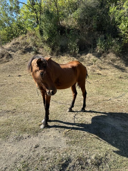 Vand cal cu caruta si ham