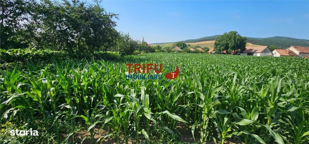 Teren intravilan in Sard 928