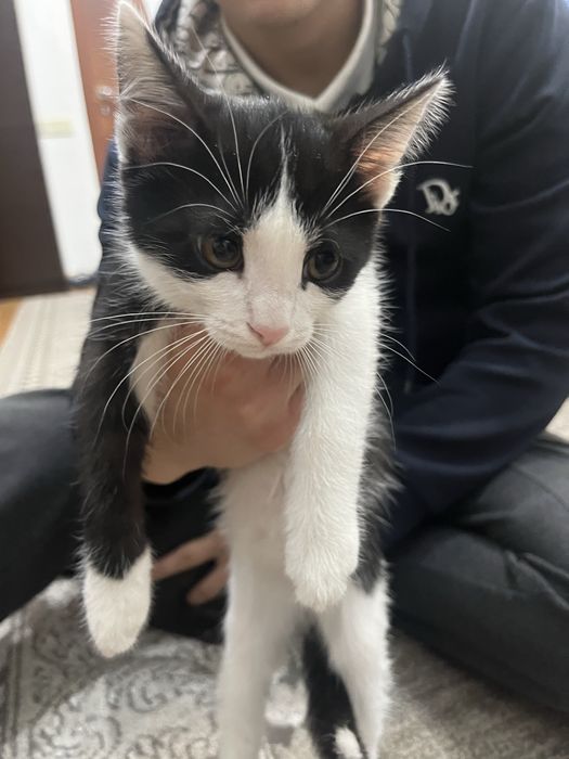 Котята продаем в хорошие руки