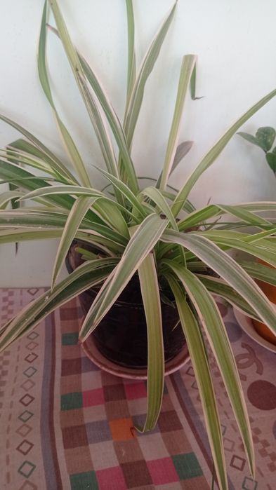 Гуллар сотилади уч яшар