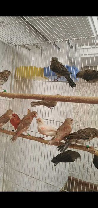 Канарейки певчие