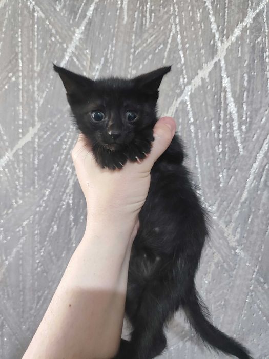 Котика отдам срочно