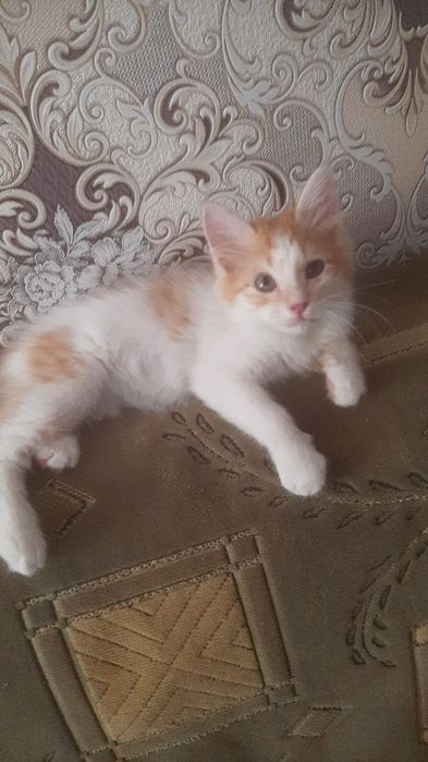 Котята маленькие домашние