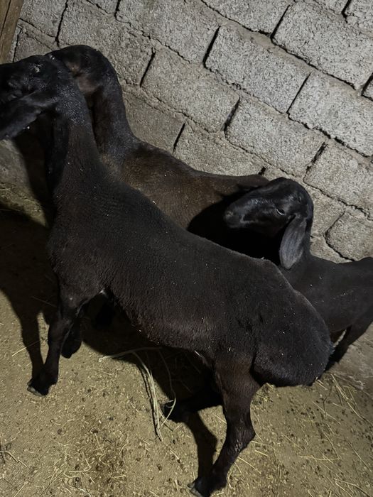 Qochqorla sotiladi narhi 3.800