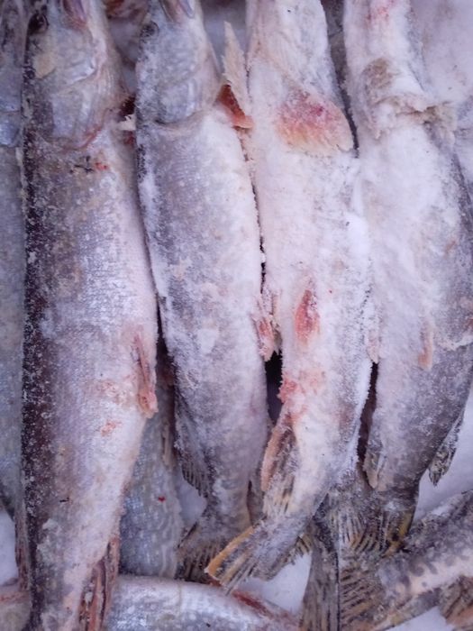 Продам щуку с Тургая