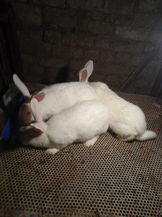 Продам кроликов белый паннон (самки)