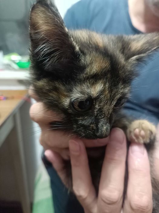 котёнок трехцветный, девочка