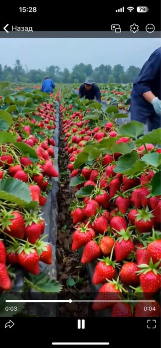 Серхосил клубника кучатлари