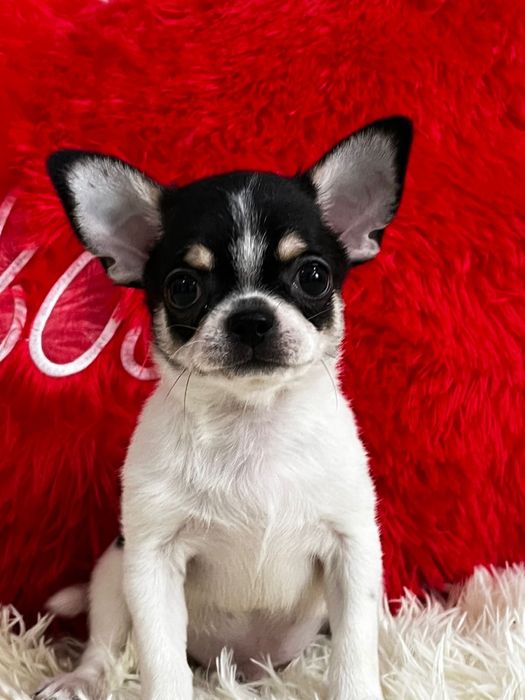 Шикарный мальчик чихуахуа кобби