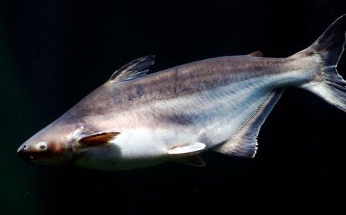 Продам рыбу аквариумную Пангасиус (акула)