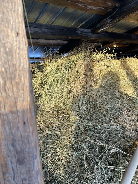 Vand lucerna calitate superioara NU e balotata baloti