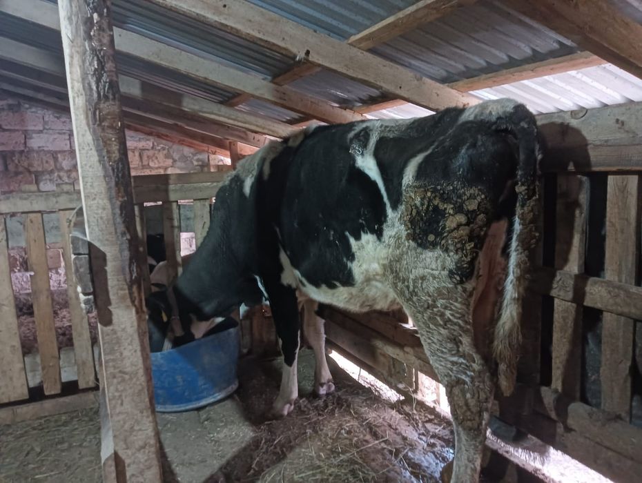 Сауын сиыр чёрнопёстрый