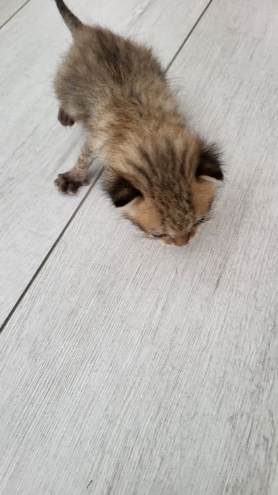 Котёнок котёнок котёнок