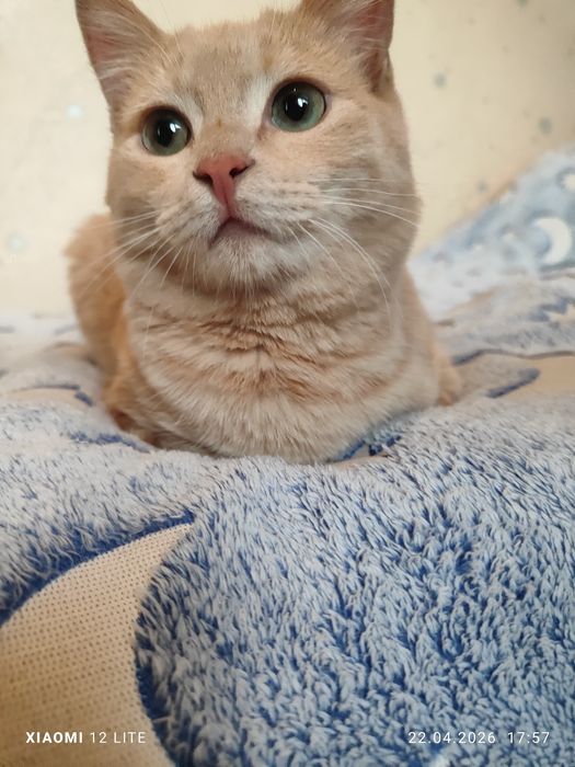 Отдам девочку в заботливые добрые руки