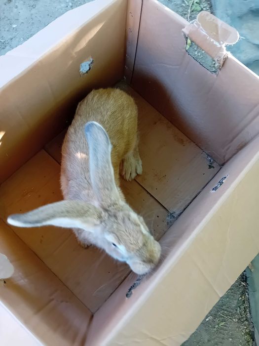 Зайци Белгийски великани