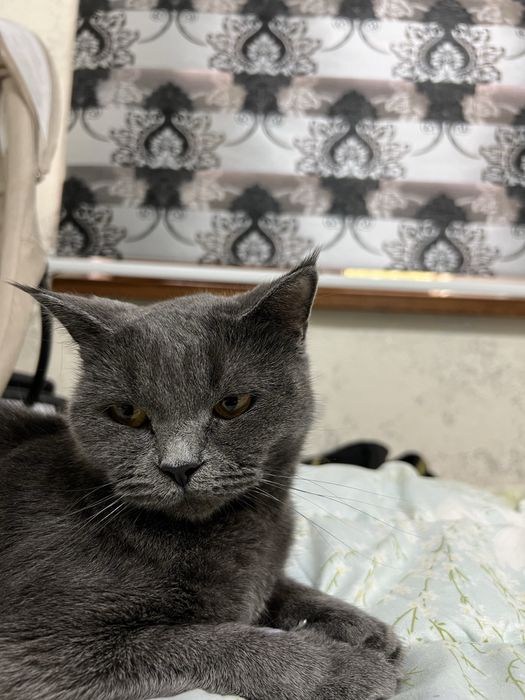 Shatlanskiy strayt mushuk