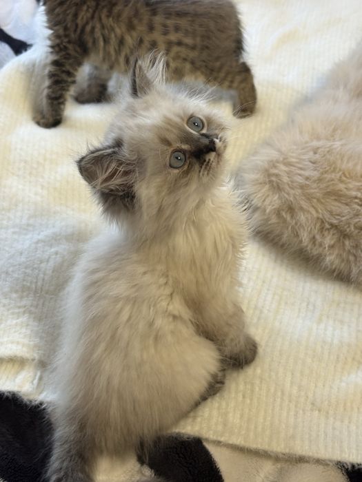 Продам британских котят