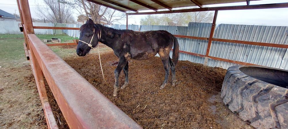 Продажа жерибёнка