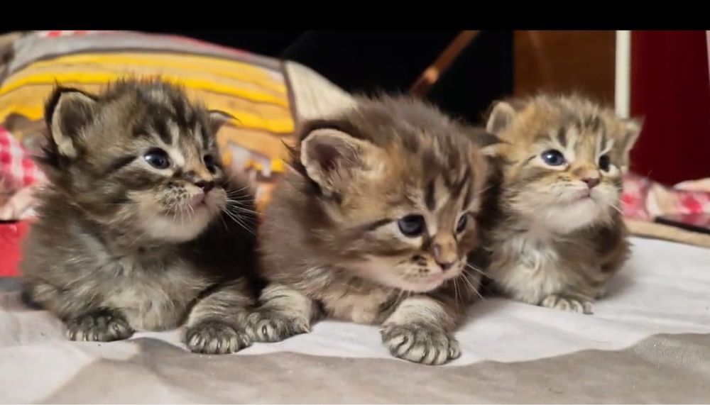 Maine Coon Fetita+Baietel