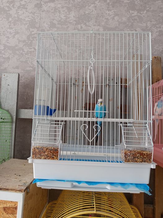 Продам молодых волнистых попугаев