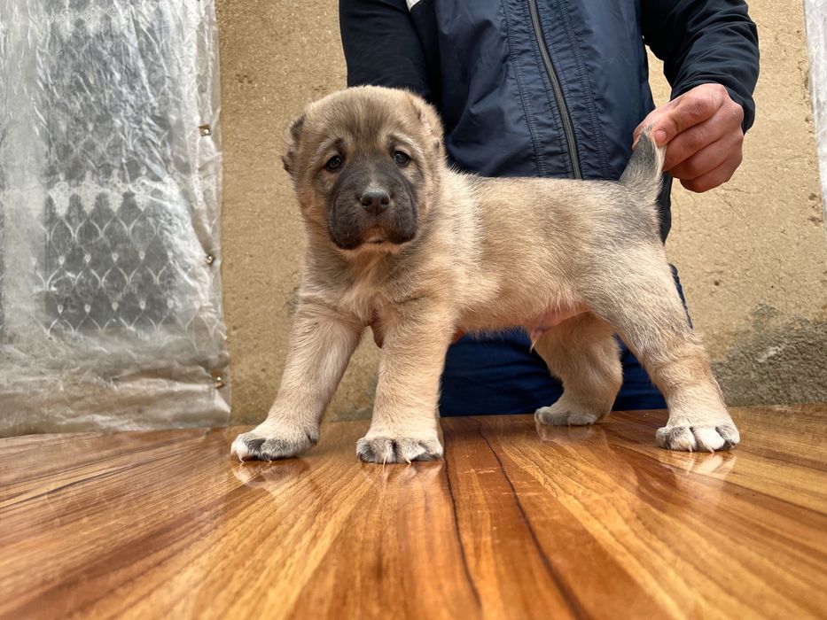 Щеное Турецкого кангала ( Чистокровный )