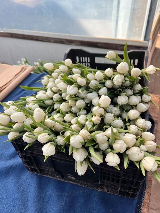 Продаем голландские тюльпаны