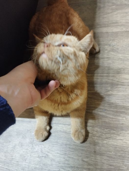 Mushuk erkak (Кот, мальчик) British fold