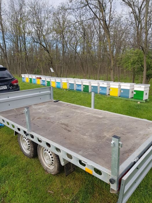 Vând familii de albine