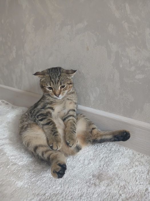 Отдам котенка бесплатно
