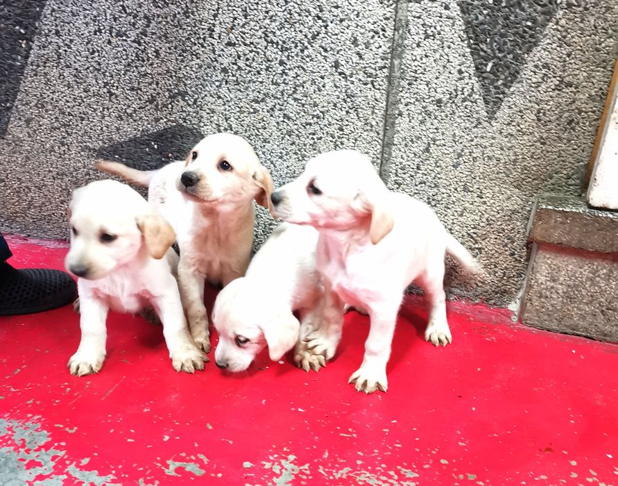 Лабрадор ретривър