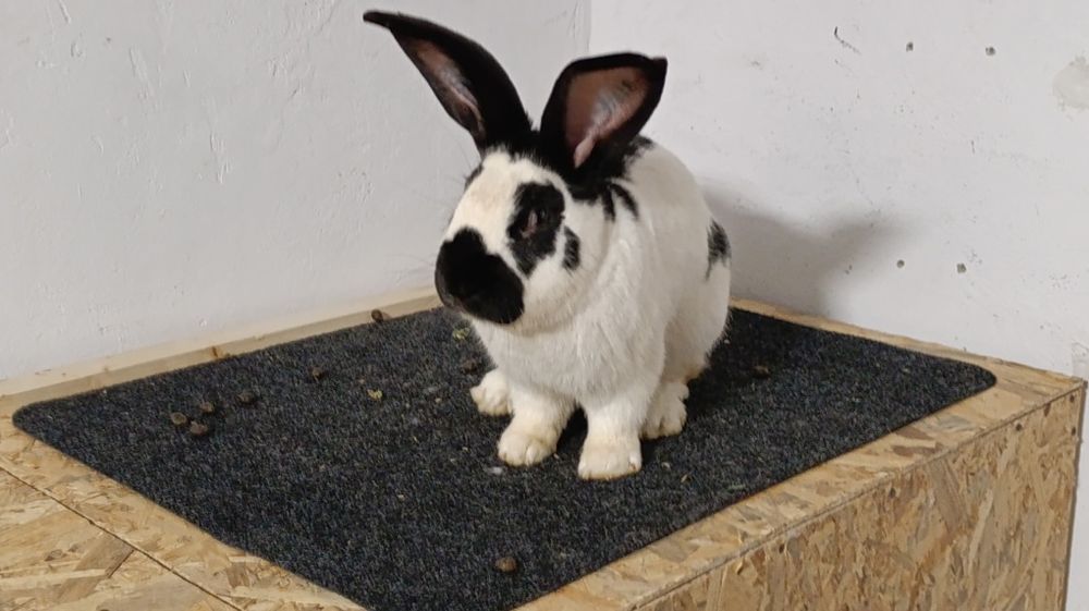 Iepuri fluture german