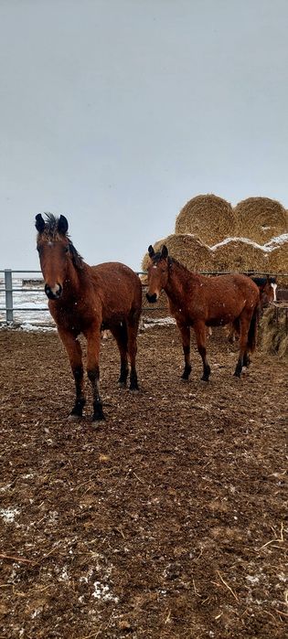 Продам тайчиков на соғым 600