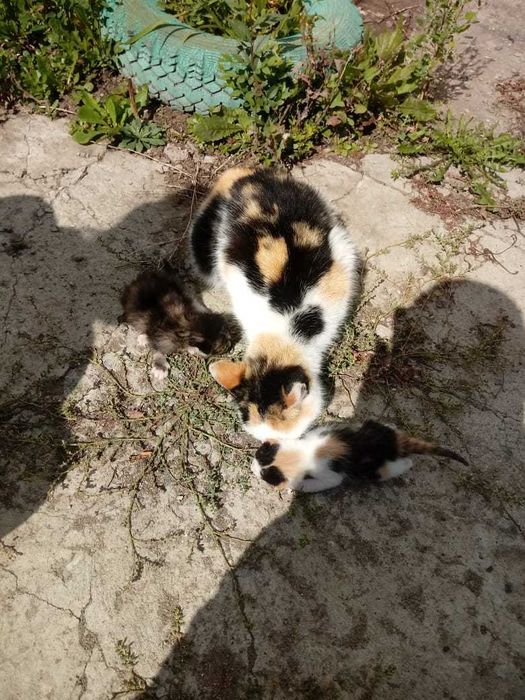 Отдам трехцветную кошку, отличная мышеловка и котят в добрые руки