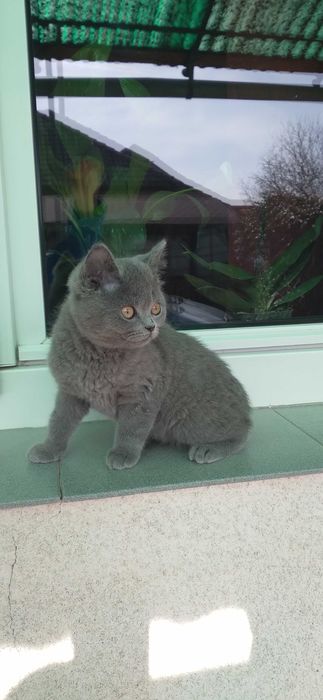 Pisoi british shorthair