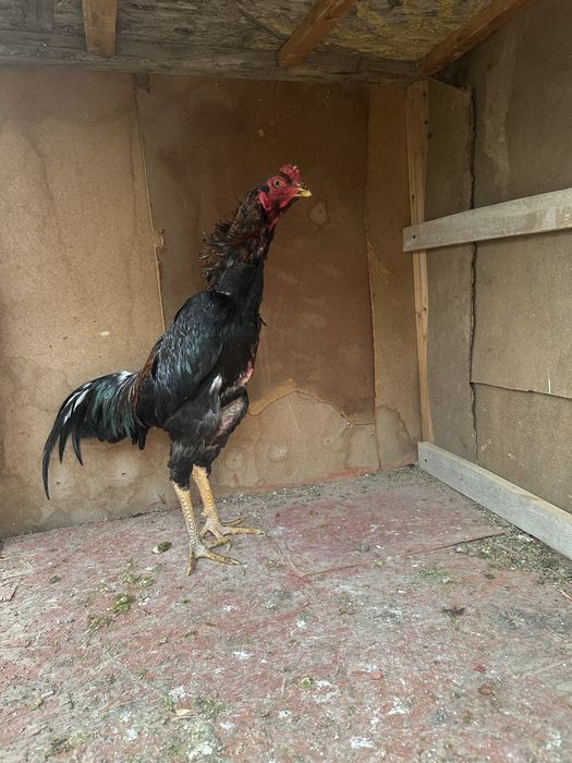 Кытай зат.қаны таза.