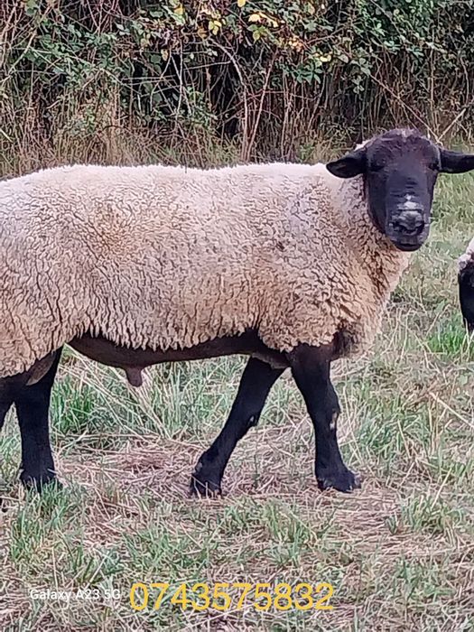 Berbeci Suffolk 1 an si 2 ani