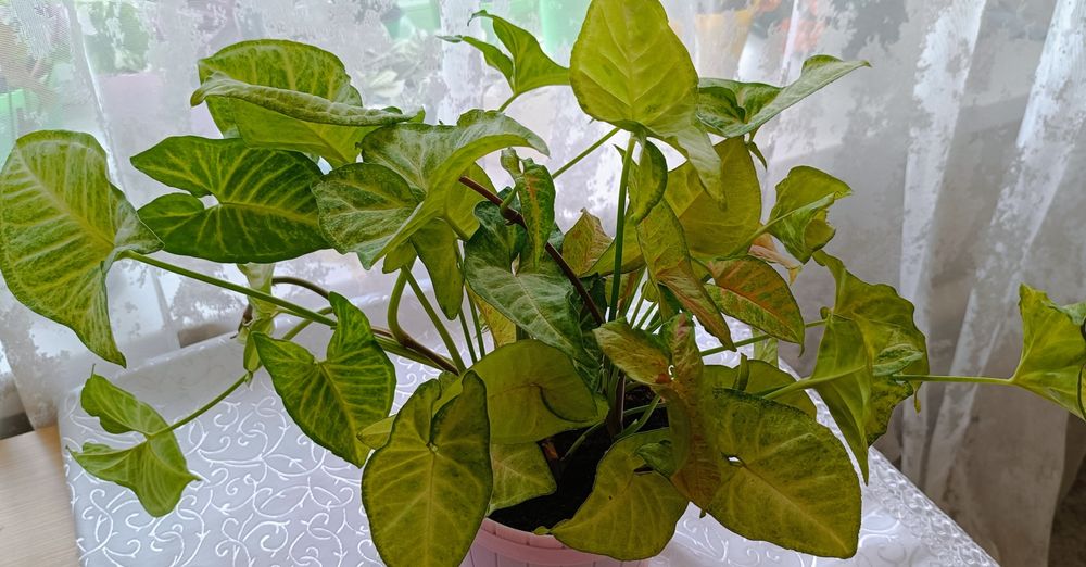 Сингониум Конфетти