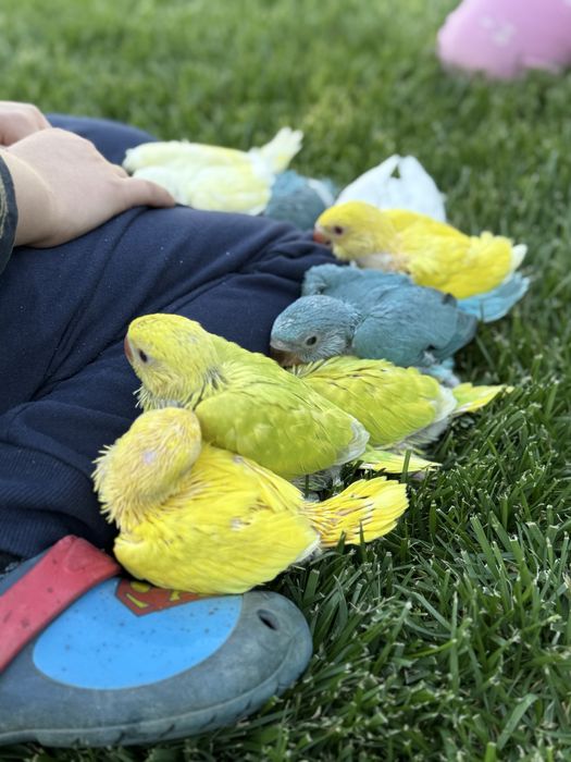 Papagali pui micul alexandru foarte blanzi cu copiii micul alexander