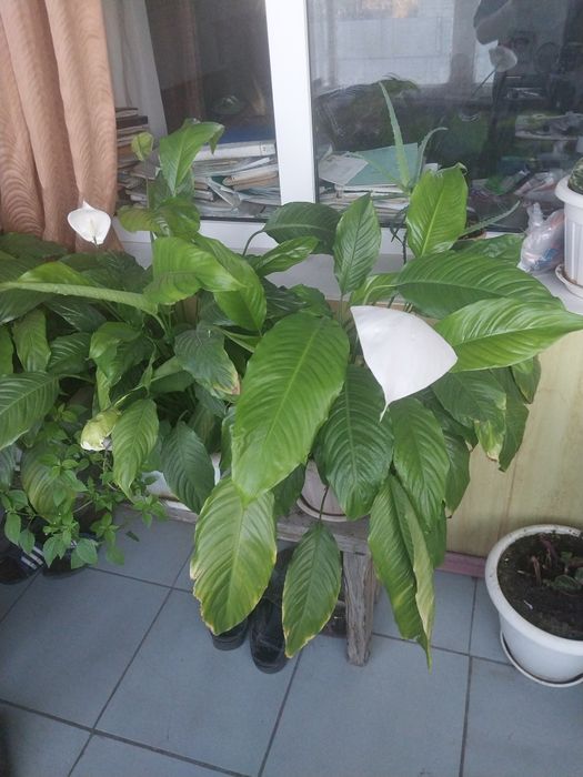 Продам цветы женское счастье