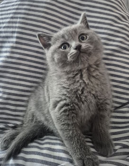 British Shorthair
