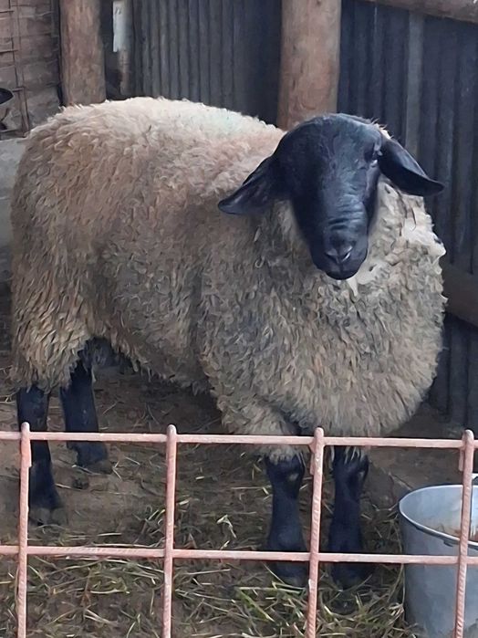 Vand berbecut Suffolk