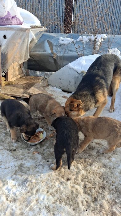 Щенки хорошие толстые