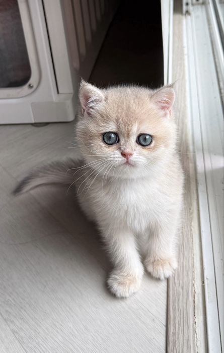 Золотые котята окрас шиншилла