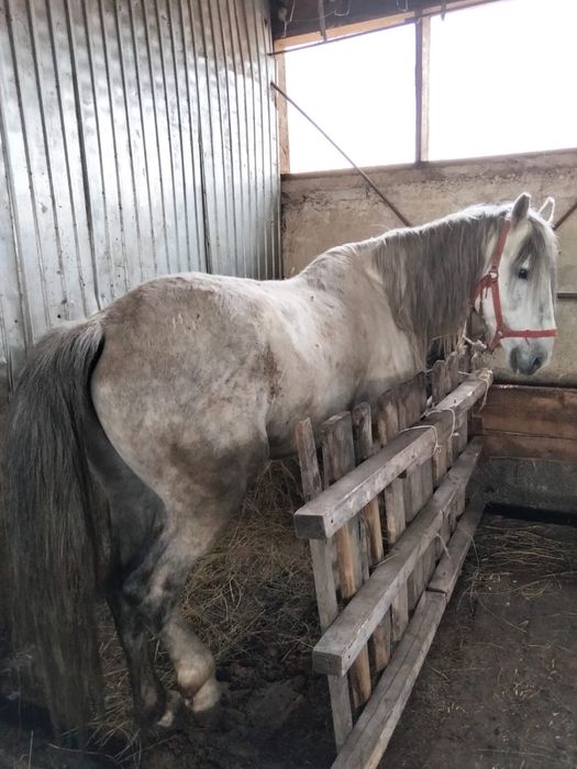 Продам лошадь айгыр