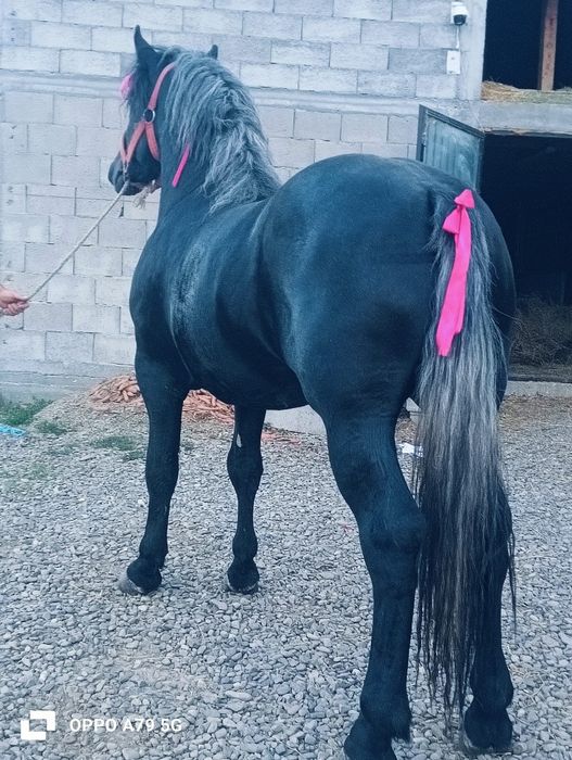 De vânzare mânz de 2 ani