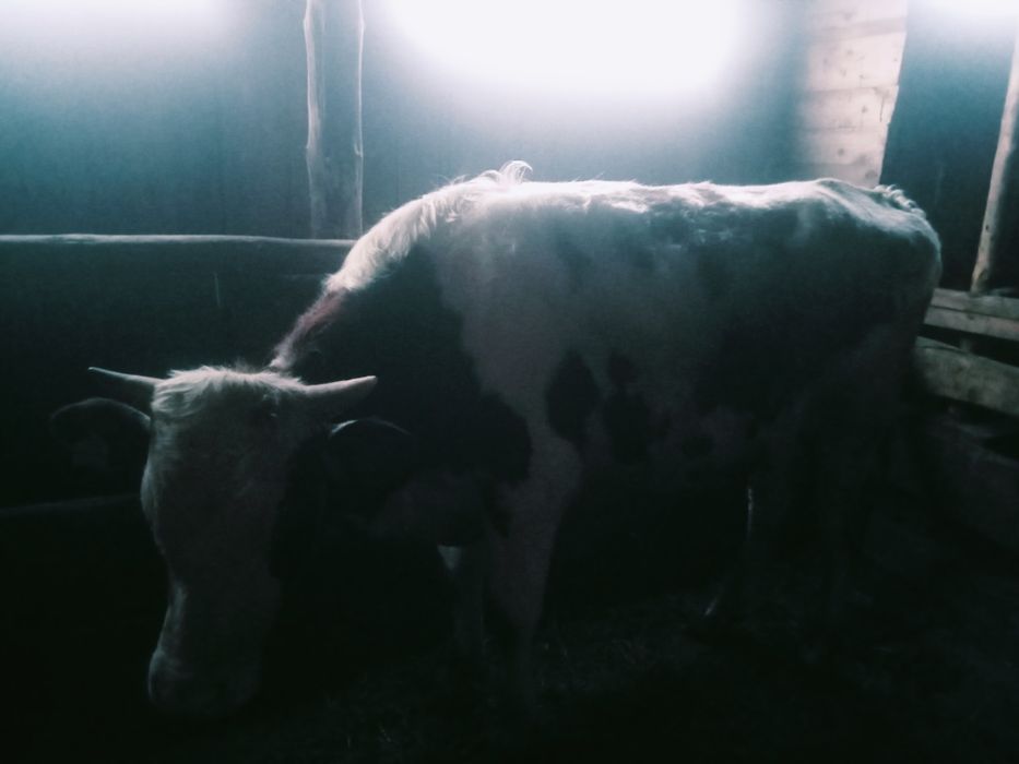 Продам быков  на племя