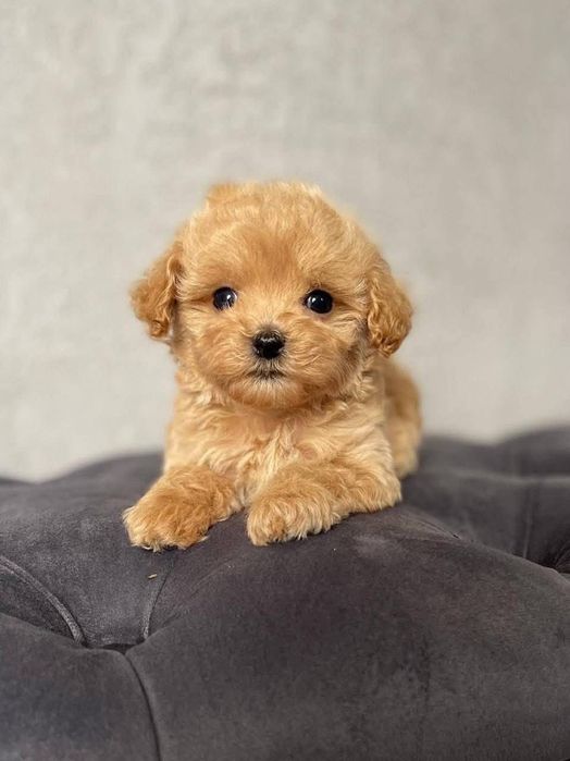 Maltipoo Mini Apricot